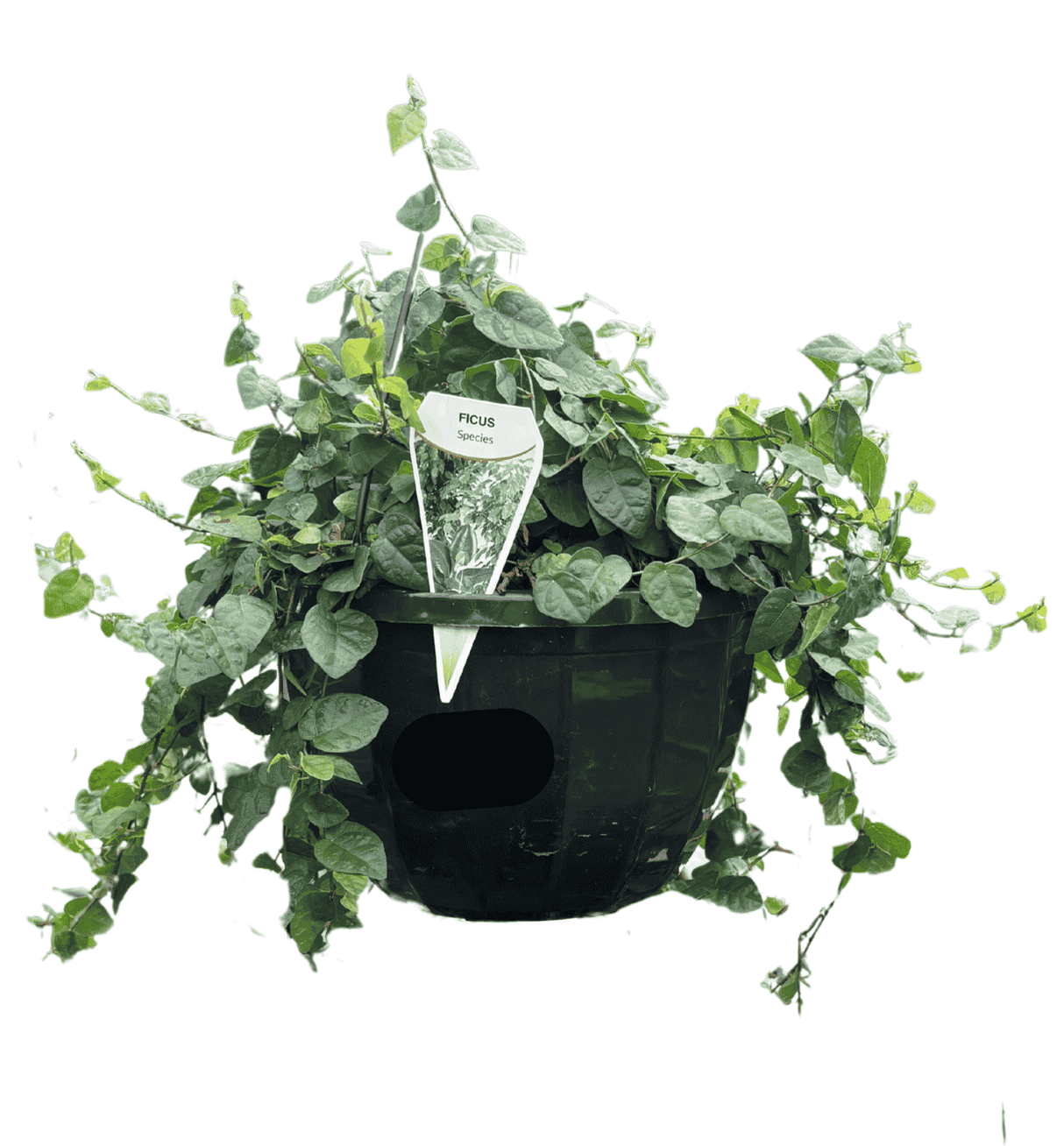 Ficus pumila 25cm Basket