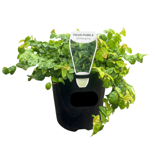 Ficus pumila 14cm