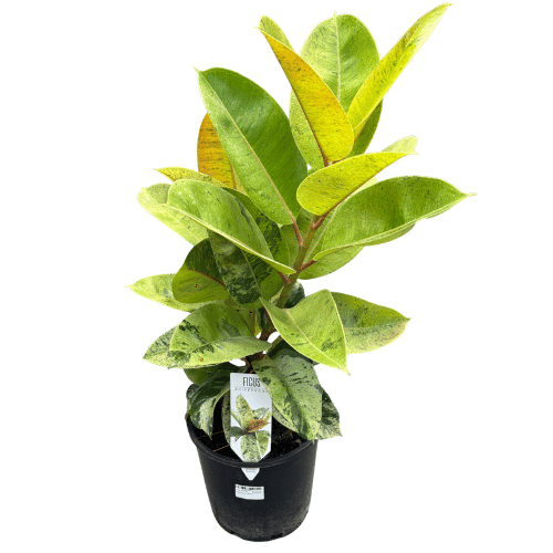 Ficus elastica Shivereana 20cm