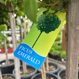 Ficus Emerald 4ft Standard 30cm