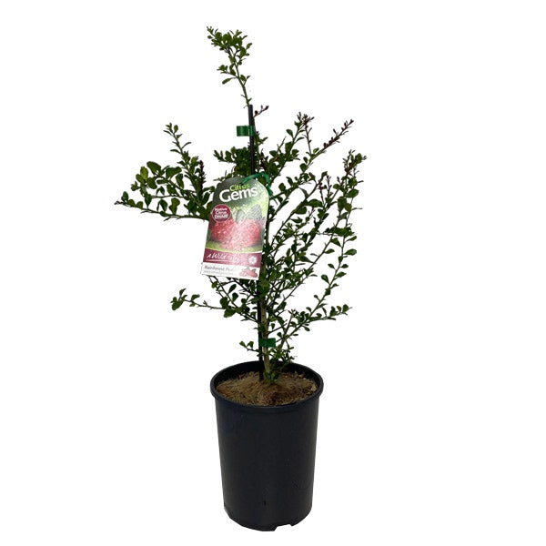Finger Lime Dwarf Rainforest Pearl 17cm