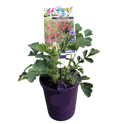 Geum Jazzy Firestarter 14cm
