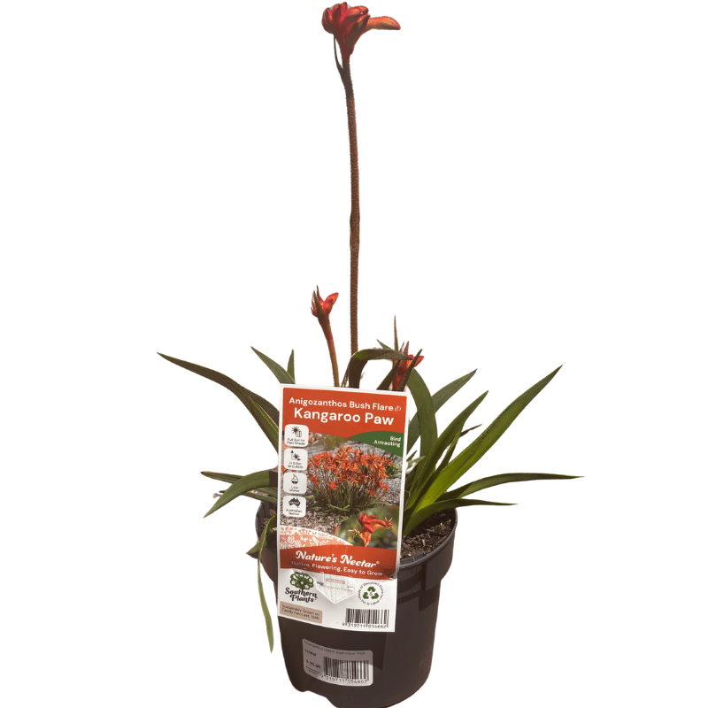 Kangaroo Paw 'Bush Flare' 14cm