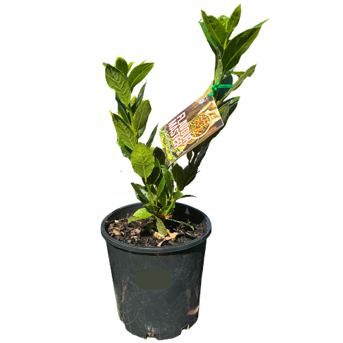 Laurus 'Bay Leaf' Flavour Master 20cm