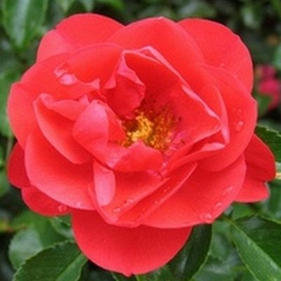 Rose Flower Carpet Scarlet 14cm