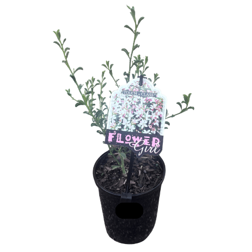 Philotheca Flower Girl 14cm