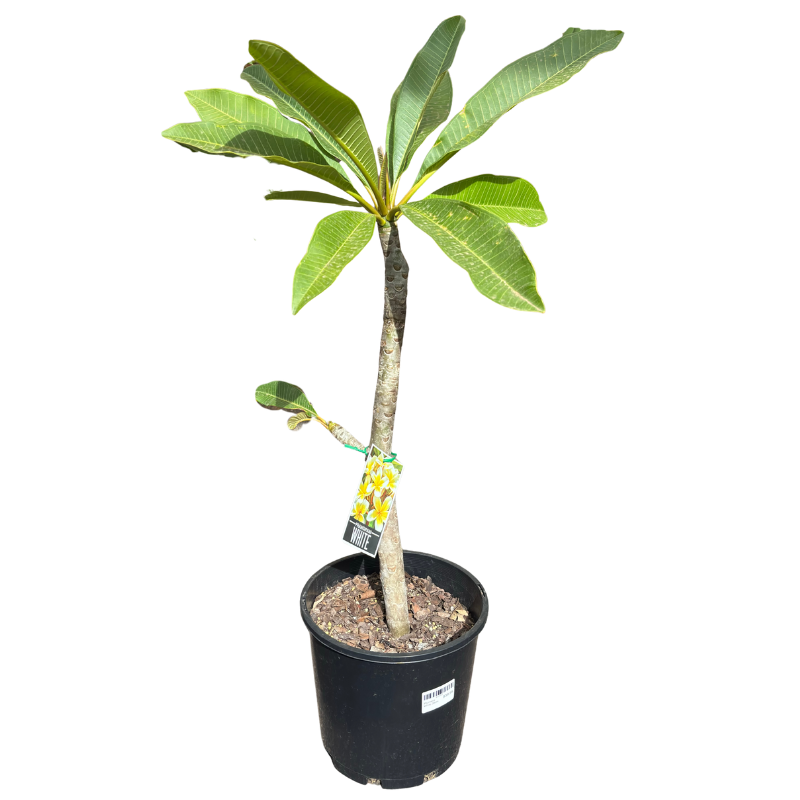 Frangipani White 20cm