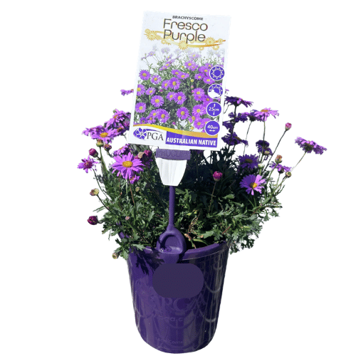 Brachyscome Fresco Purple 14cm