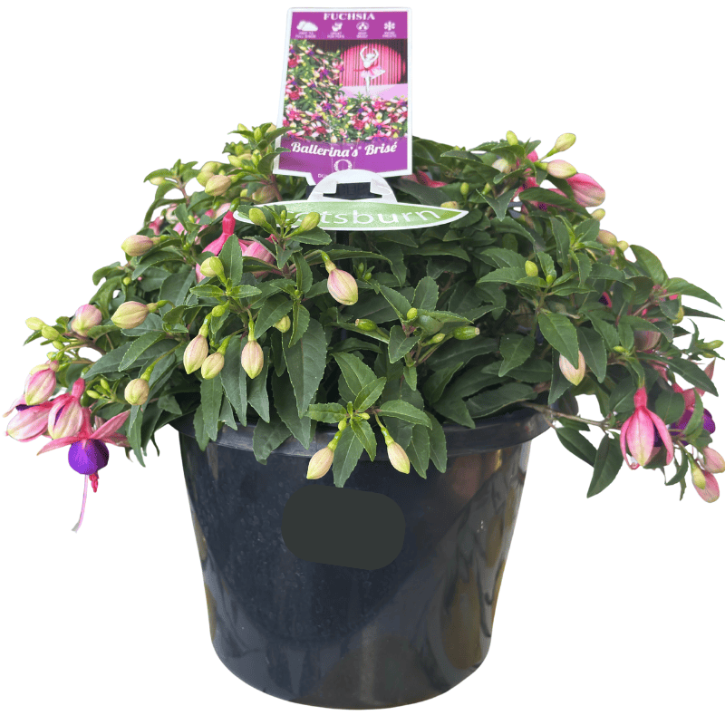 Fuchsia Ballerina Brisé