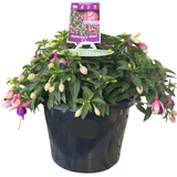 Fuchsia Ballerina Brisé