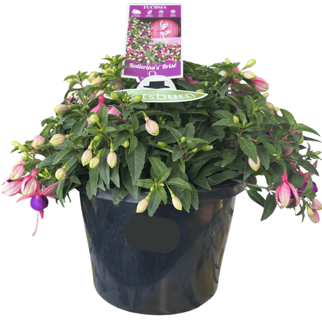 Fuchsia Ballerina Brisé