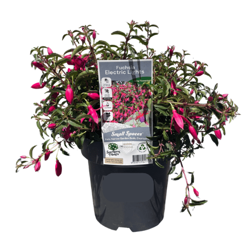 Fuchsia Electric Lights 18cm