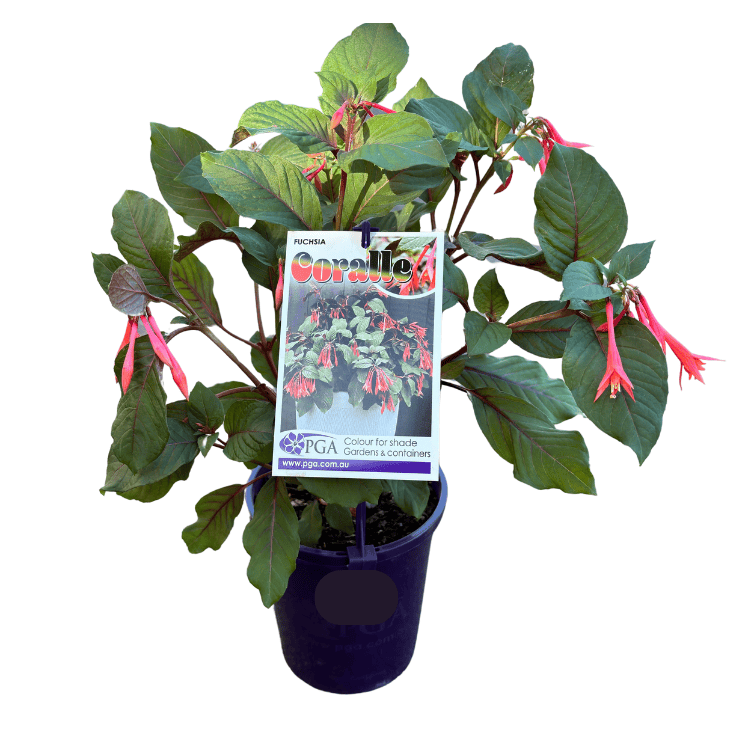 Fuchsia Coralle 14cm