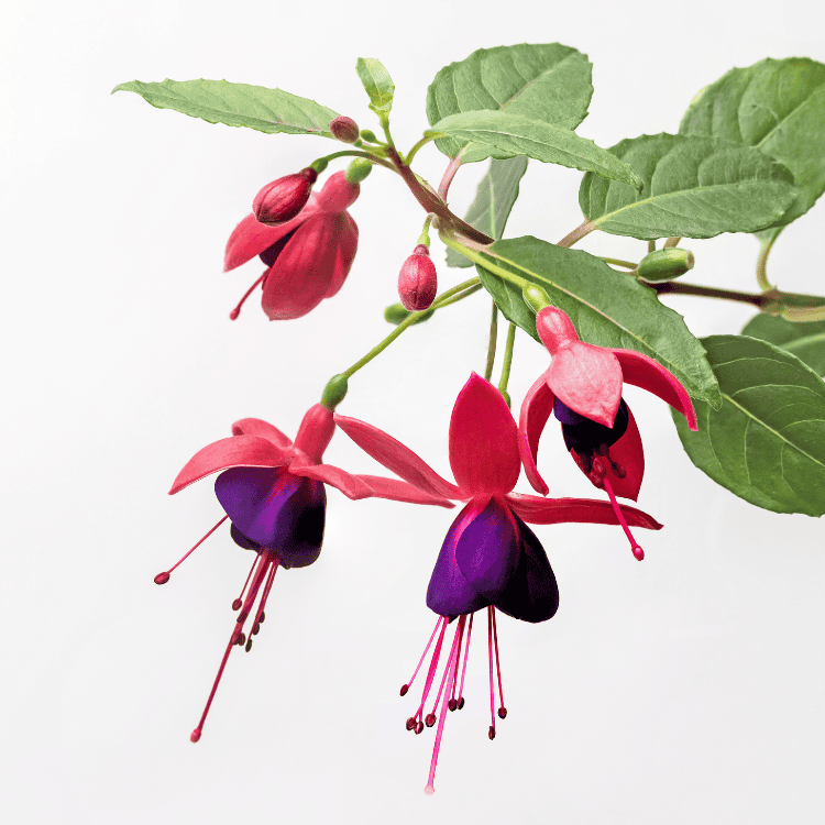 Fuchsia Happy Bells Vivacious 14cm