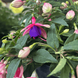 Fuchsia Ballerina Brisé