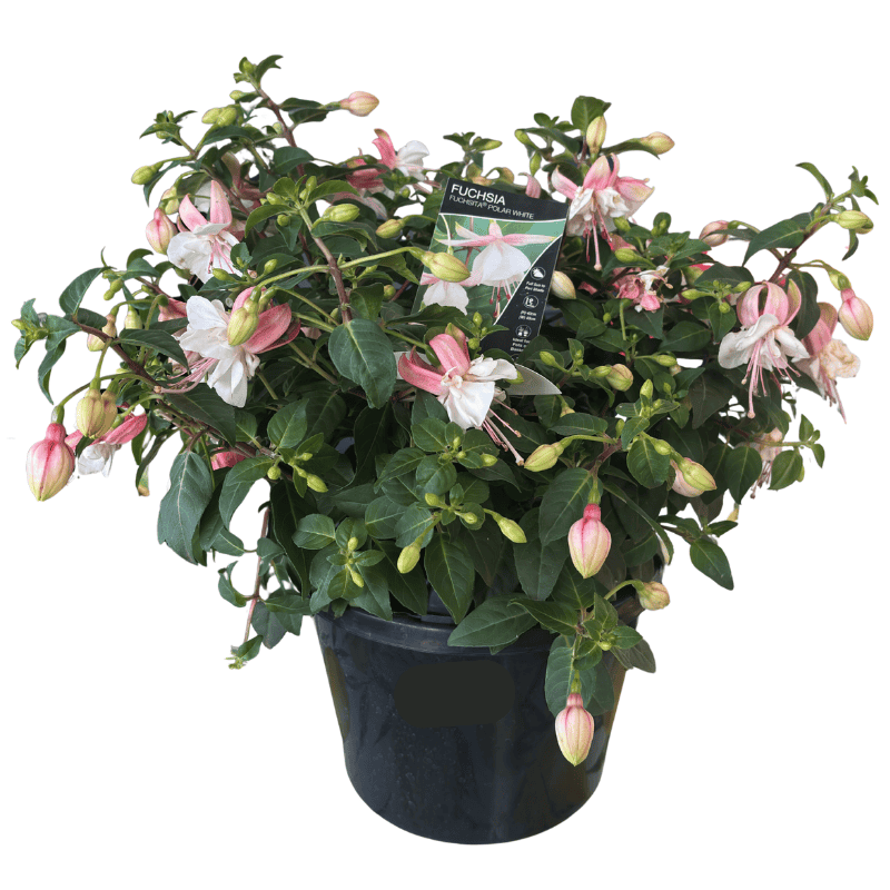 Fuchsia Polar White 20cm