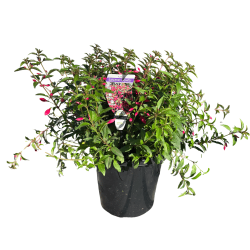 Fuchsia Electric Lights 20cm