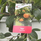 Persimmon Fuyu 25cm