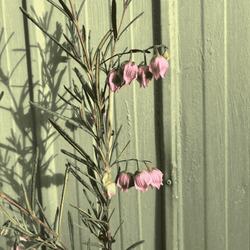 Guichenotia macrantha 14cm
