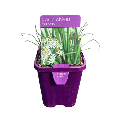 Chives Garlic 10cm Pot