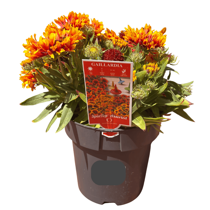 Gaillardia Spin Top Copper Sun 18cm