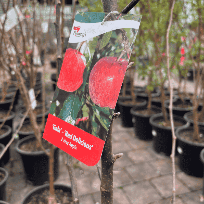 Apple 2-Way Gala / Red Delicious