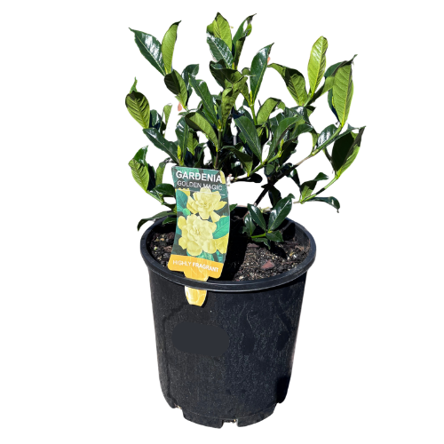 Gardenia Golden Magic 20cm_