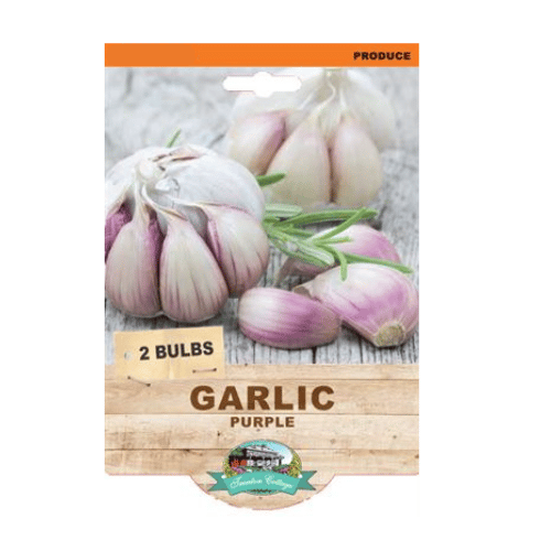 Garlic Australian Purple - 2 Heads