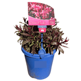Gaura Elite Pink 15cm