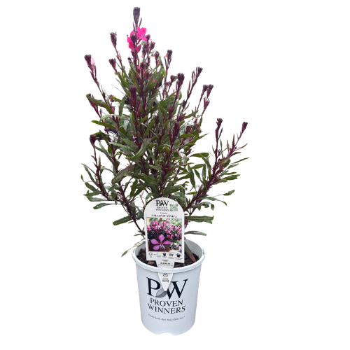 Gaura Lillipop Pink 14cm