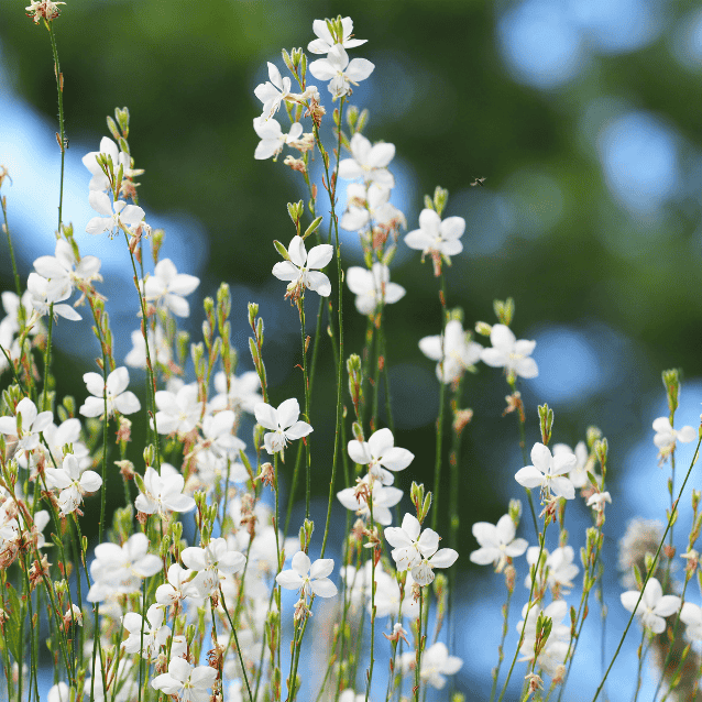 Gaura Assorted 14cm