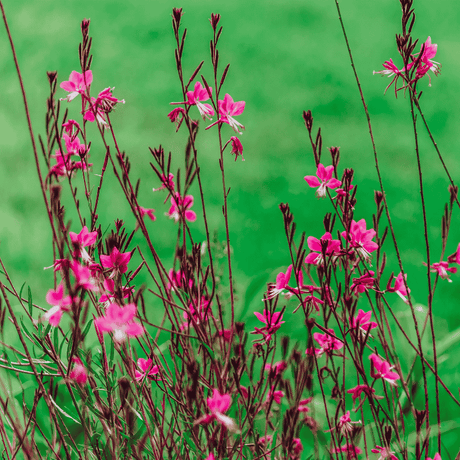 Gaura Elite Pink 15cm