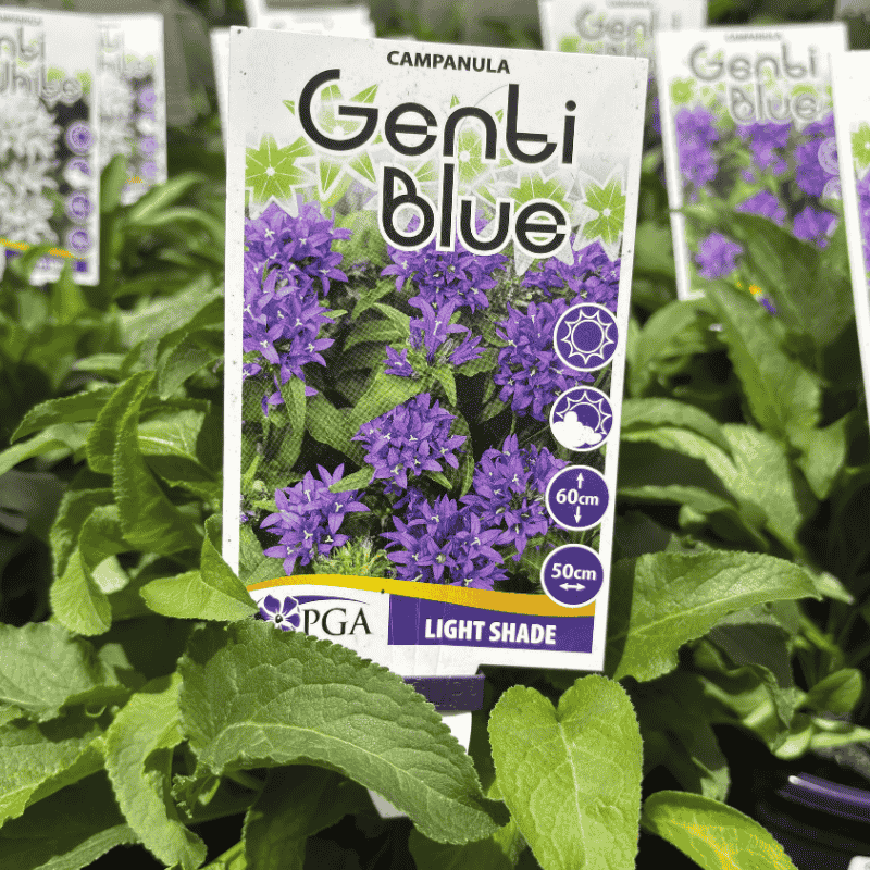 Campanula Bellflower Genti Blue 14cm