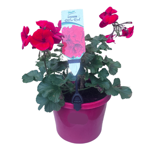 Geranium Little Red 18cm
