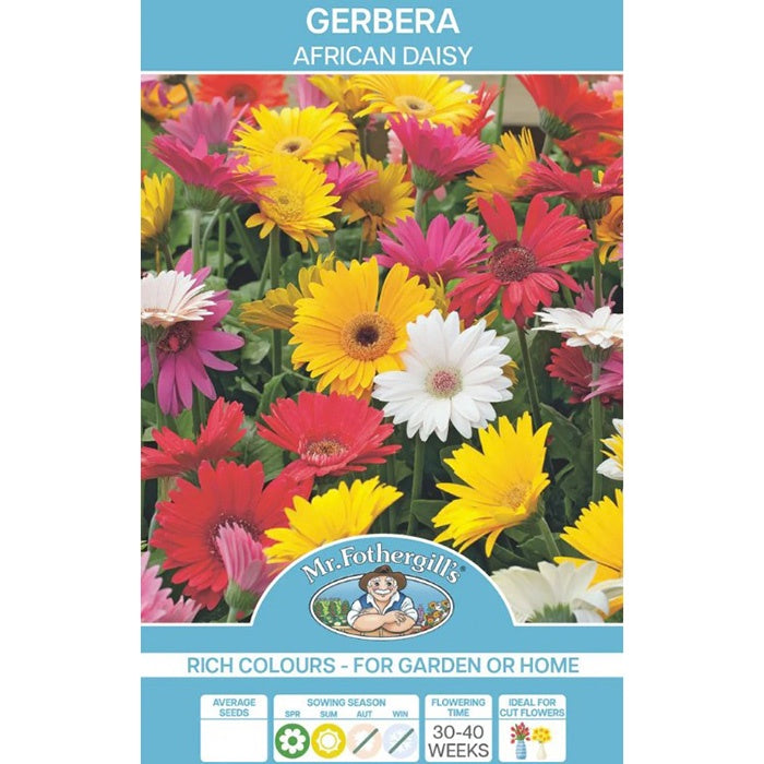 Gerbera African Daisy Seeds