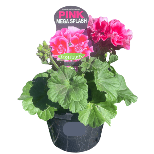 Geranium Mega Pink Splash 20cm