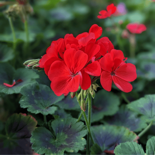 Geranium Big Red 20cm