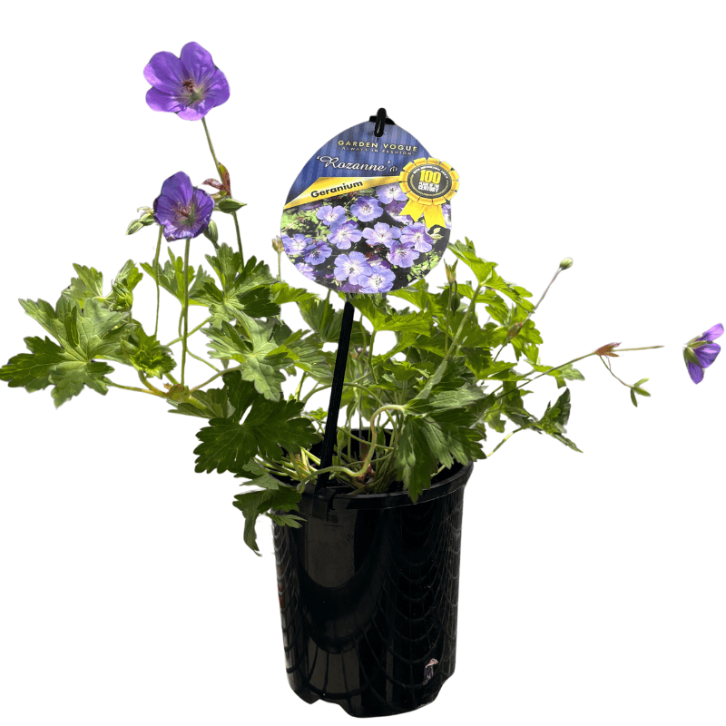 Geranium Rozanne 10cm