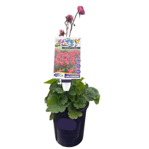 Geum Jazzy Tempo Coral 14cm