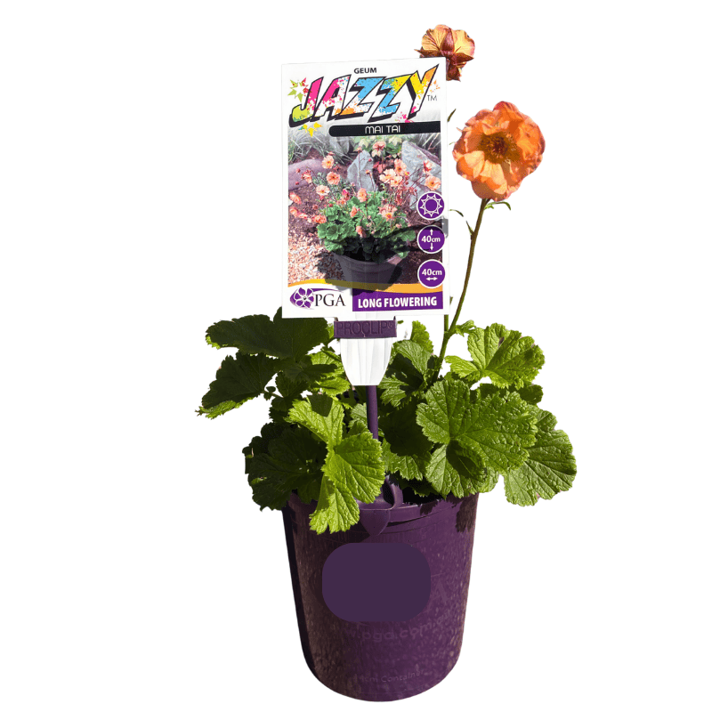 Geum Jazzy Mai Tai 14cm