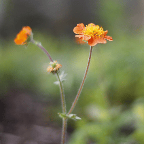 Geum Jazzy Orange Pumpkin 14cm
