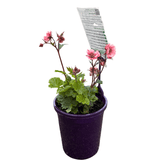 Geum Jazzy Tempo Rose 14cm