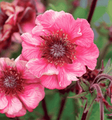 Geum Jazzy Tempo Rose 14cm
