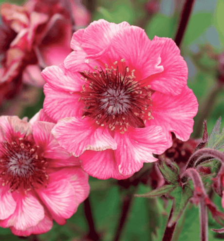 Geum Jazzy Tempo Rose 14cm
