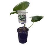 Farfugium Giant Tractor Seat 14cm