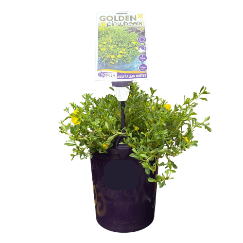 Hibbertia Golden Pinwheels 14cm