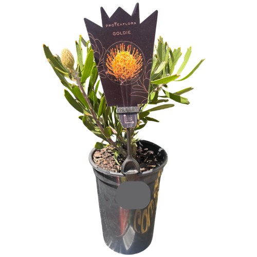 Leucospermum Goldie 14cm
