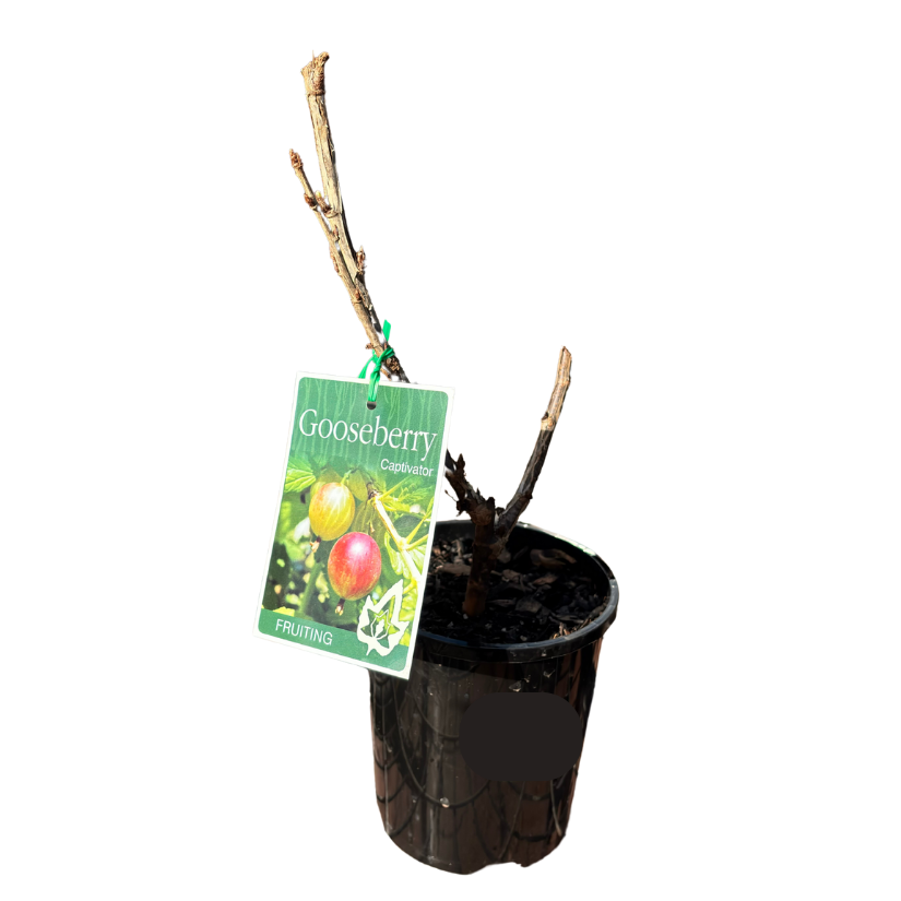 Gooseberry Captivator