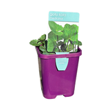 Arthritis Herb (Gotu Kola) 10cm