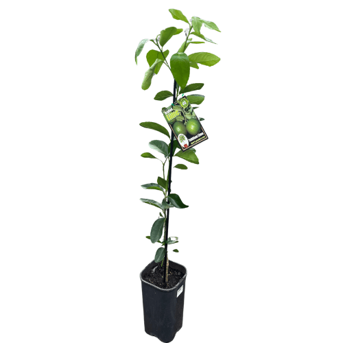 Lime Tahitian Grafted 4L